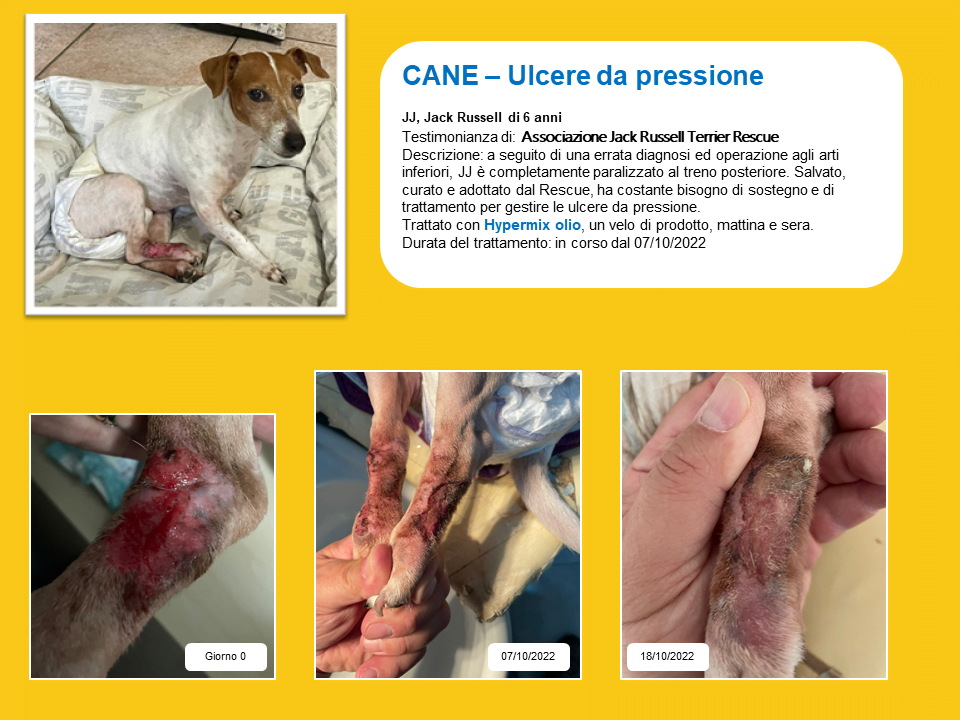 Trattamento ulcere da pressione su cane con errata diagnosi